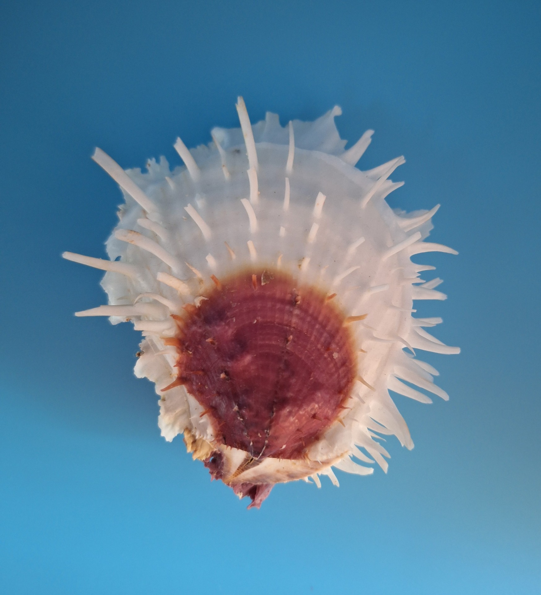 sea‘s song ハンドメイド　貝殻　王冠 Spiny Oyster Shell: Seaborne Spectacle by Everest Devine – Rainbow